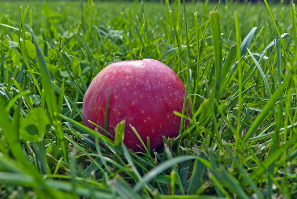 Red apple lying on green grass for a designer - Valokuva, kuva