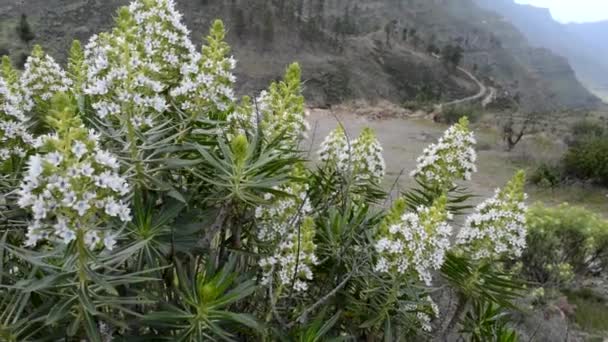白い花を持つ山の植物 - 映像、動画
