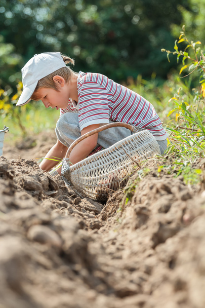 Teenage farmer at root vegetables harvesting - Foto, imagen