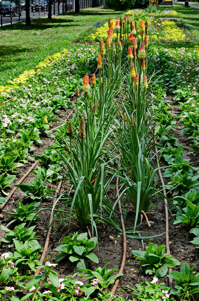 Группа красных горячих кочерг цветок также Kniphofia Hirsuta, называется тритома, факел лилии, knofflers, светофоры в общественном саду, София, Болгария
 - Фото, изображение