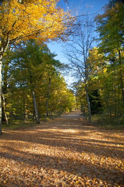 Grande sentiero parco autunno
 - Foto, immagini