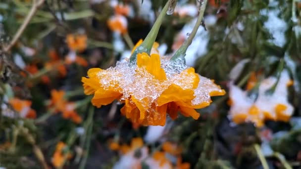 Яркие желто-оранжевые цветы Чернобривцы и трава покрыли лед и снег в зимний день. Цветы покрыли снежный лёд крупным планом. Зима, замерзший, морозный, зимний, холодный, ледяной фон. Естественный фон - Кадры, видео