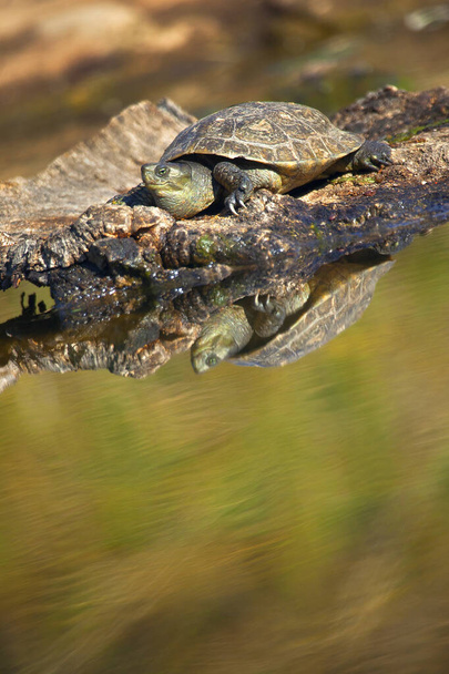 Mediterranean Pond Turtle, Mauremys caspica leprosa, Mauremys leprosa, Tajo River, Monfrage National Park, SPA, ZEPA, Biosphere Reserve, Caceres Province, Extremadura, Spain, Europe - Photo, Image