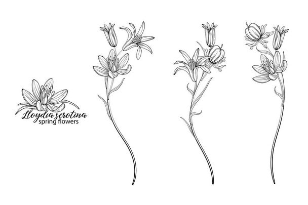 Ein Set floraler Elemente aus Lloyds Serotina-Blüten. Frühlingsblumen. Lloydia serotina - Vektor, Bild