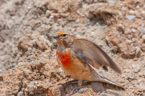 petit oiseau observant sur le sol, Linnet commun, Linaria cannabina - Photo, image