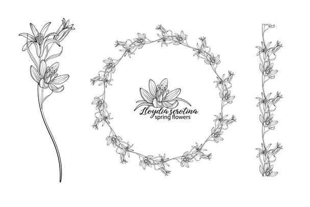 Σύνολο λουλουδιών της Lloydia serotina. Ανοιξιάτικα λουλούδια Λωδία σερωτίνα - Διάνυσμα, εικόνα