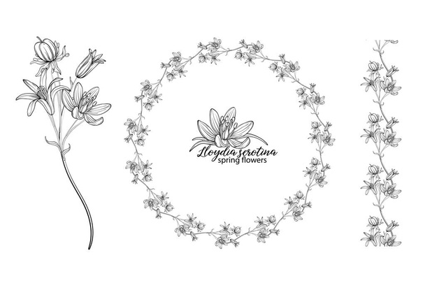 Lloydia serotina花の花要素のセット。春の花。ロディア・セロティナ - ベクター画像