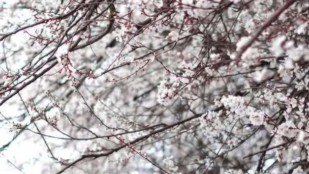 Primavera fioritura rami d'albero con fiori bianchi, sfondo naturale  - Filmati, video