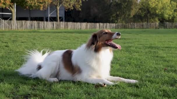 Fechar o movimento lento do cão sheltie latindo na grama no parque do cão enquanto deitado - Filmagem, Vídeo