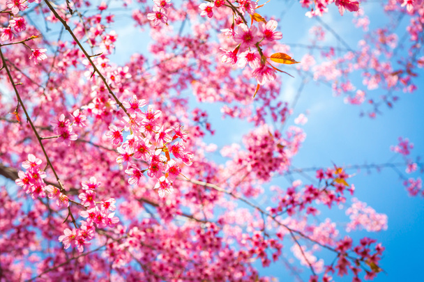 Beautiful pink flower blossom - 写真・画像