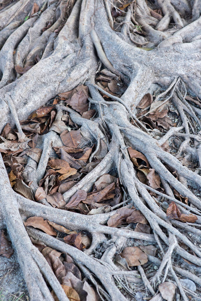 Vertical shot of the roots of a tall, majestic tree firmly rooted in the ground and a bed of dry leaves around in the Mexican forest - Photo, Image