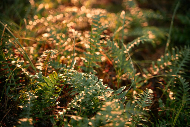 fern close up with strong sunlight in the forest - Foto, Imagem