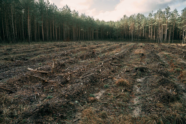 Metsäkato Euroopan metsässä. Myrskyn aikana tuhoutunut metsä - Valokuva, kuva