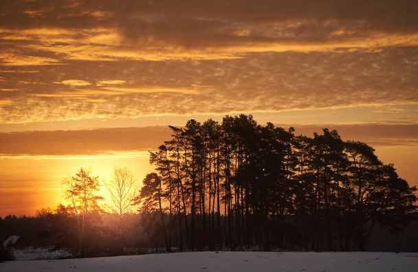 Sonnenuntergangshimmel mit leuchtend orangefarbenen Steigungen und Wolken über der ländlichen Gegend mit Kiefern und Häusern. Abend im gemütlichen Dorf - Foto, Bild