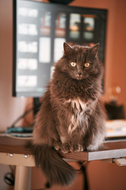 Curios gato gris doméstico está sentado en el escritorio con una pantalla de ordenador detrás de él. Trabajando remotamente en casa con mascotas alrededor. Concepto de trabajo híbrido - Foto, Imagen