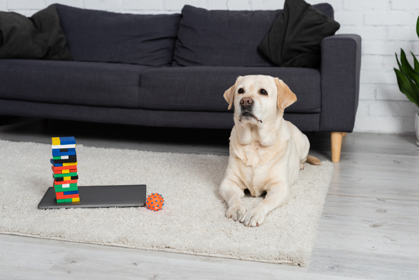 gele labrador hond liggend op vloerkleed in de buurt van bal en hout blokken spel op laptop - Foto, afbeelding