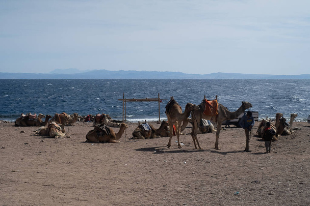 Mısır çölünde develer. - Fotoğraf, Görsel