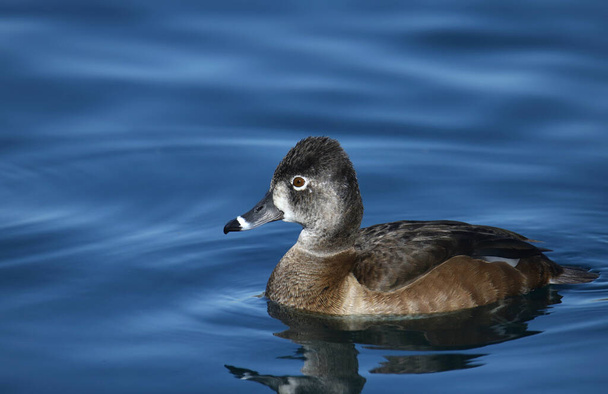 Closeup of a Ring-necked Duck (female)  - Photo, Image