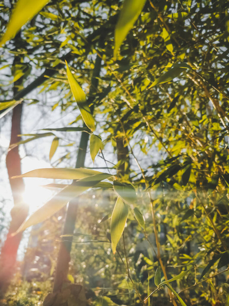 Abrazando el Sol Radiante: Impresionante Vista del Majestuoso Bambú Brillando a la Luz Dorada del Sol. - Foto, imagen