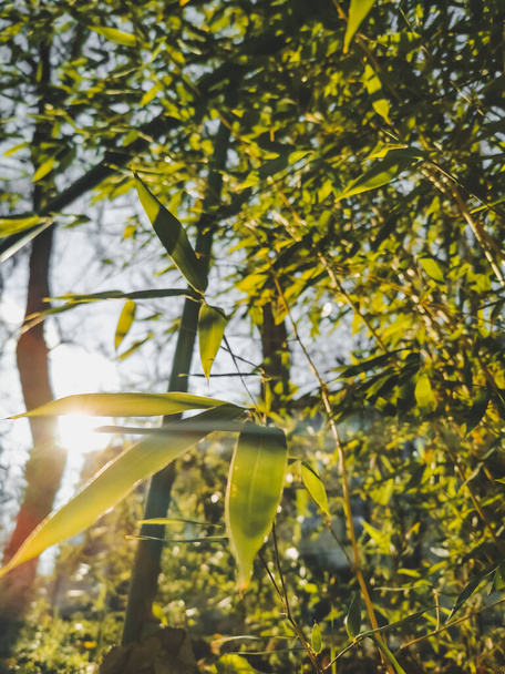 Abrazando el Sol Radiante: Impresionante Vista del Majestuoso Bambú Brillando a la Luz Dorada del Sol. - Foto, Imagen