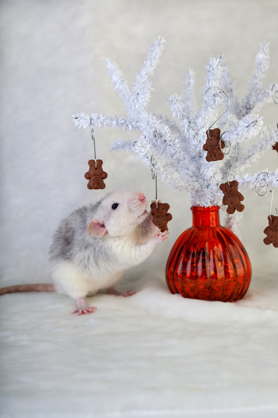 Decorative rat eating chocolate chip cookies - Fotografie, Obrázek