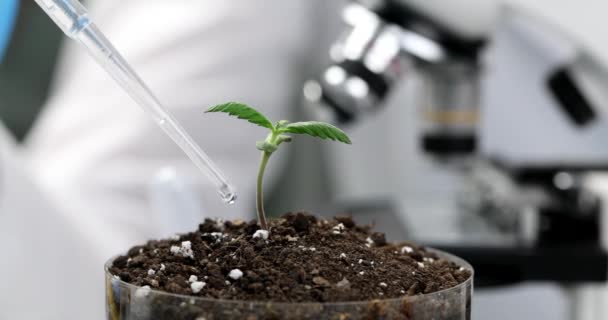 Scientist in chemical laboratory doing experiments with plants. Laboratory assistant drips liquid into sprout with soil under microscope - Imágenes, Vídeo