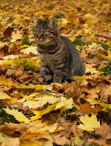 Adorable cat walks in the autumn park. Cat playing in autumn with foliage - Foto, Bild