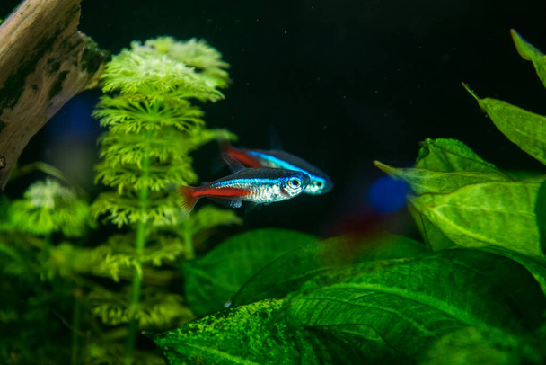 Neon innesa aquarium fish on a background of green plants - Photo, Image