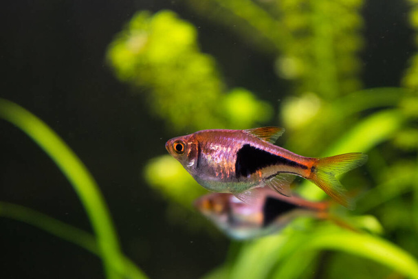 Rasbora heteromorpha aquarium fish on a background of green plants - Foto, Imagen