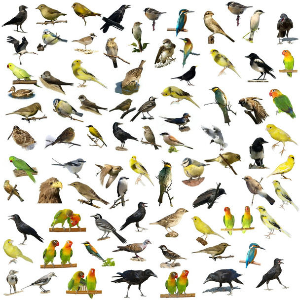Set of 81  birds isolated on white background - Фото, изображение