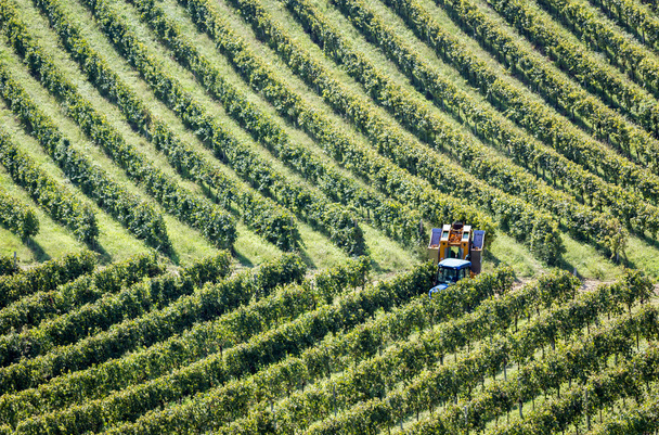 Maszyny zbioru winogron w włoskich winnic - Zdjęcie, obraz