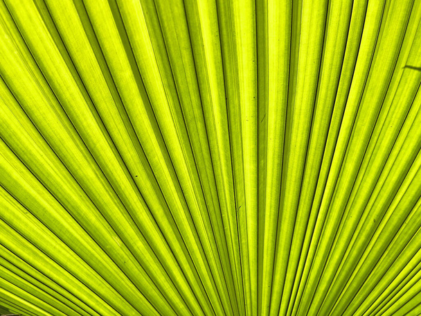 Palm leaf texture for spring and summer background. Tropical green leaves background and texture. Botany green banner - Foto, afbeelding