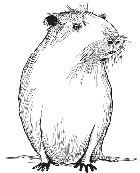 Esquisse vectorielle noir et blanc illustration de mignon capybara - Vecteur, image