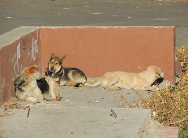 enjoyers life concealed dogs - Foto, Bild