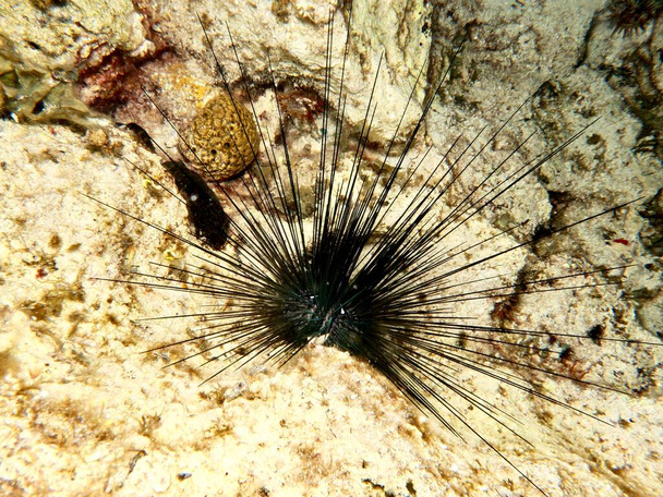 Long spend sea urchin from Cyprus  - Fotó, kép
