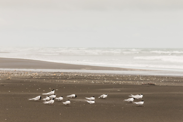 Troupeau de petites sternes sur la plage de sable noir
 - Photo, image