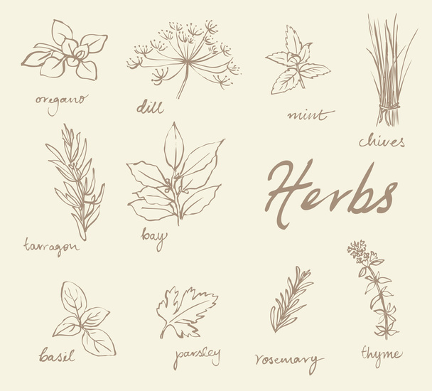 Fresh herbs pattern - Vektor, Bild