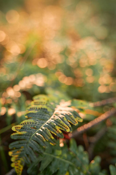 φτέρη κοντά με έντονο ηλιακό φως στο δάσος - Φωτογραφία, εικόνα