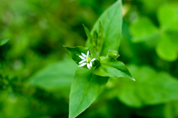 plant with flowers, chickweed,Stellaria media on green background. - Photo, image