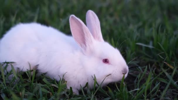A rabbit sits on green grass in spring. Little bunny on the lawn creating a cute animal concept. Easter symbol concept - Záběry, video