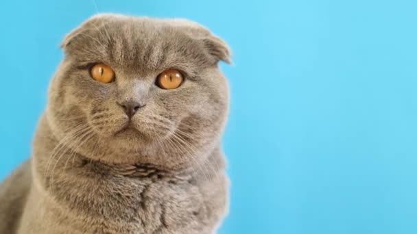 Thoughtful serious gray cat with big yellow eyes on a blue background. Shooting funny pets. - Filmati, video