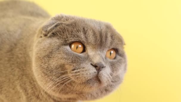 Close up of a cute gray cat with big beautiful eyes looking at the camera. Home video of wonderful pets - Filmati, video