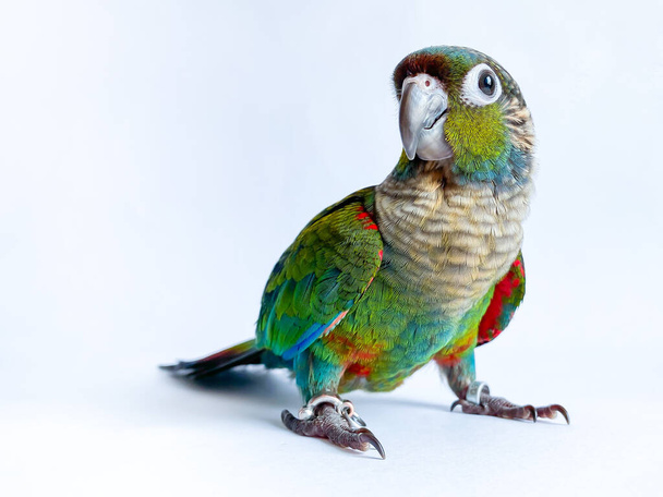 Bíbor hasú conure papagáj a fehér háttér - Fotó, kép