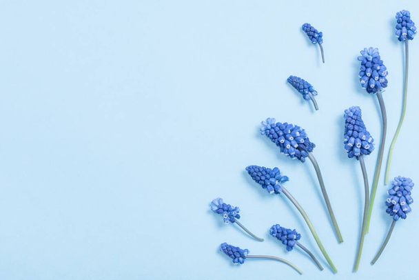 muscari flowers on blue paper background - Foto, imagen