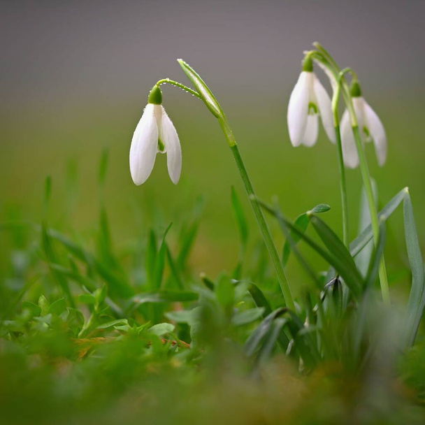 Подснежники - белые весенние цветы. Первые цветущие растения весной. Естественный красочный фон. (Galanthus nivalis) - Фото, изображение
