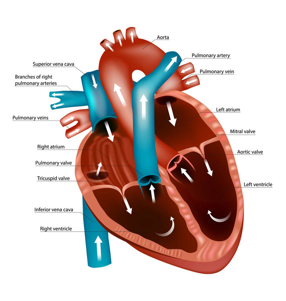 Diagrama do coração humano. Fluxo de sangue através do coração. Caminhos e Circulação. - Vetor, Imagem