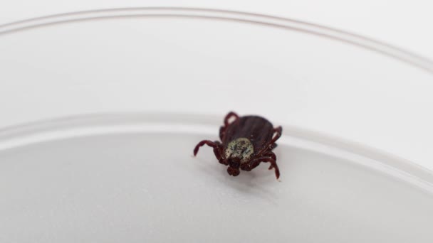 Infectious parasitic insect ixodid ticks on a white background. Mite. - Filmmaterial, Video