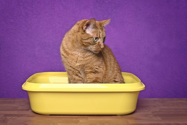 Cute ginger cat sitting in a open litter box and looking concentrated away. - Foto, Imagem