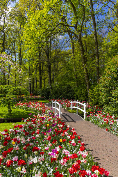 Keukenhof flower garden - largest tulip park in world, Lisse, Netherlands - Fotografie, Obrázek
