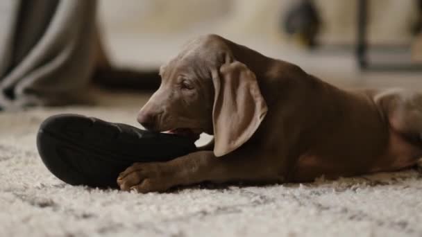 Weimaraner puppy nibbles on the owners house slipper. Small dog ruins home clothes - Séquence, vidéo
